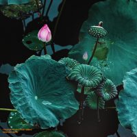 Fine art photo print Nature Flowers Gardens 