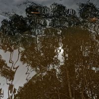 Souls Migrations - Mangroves