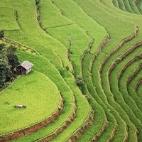 Rice paddy on terrace