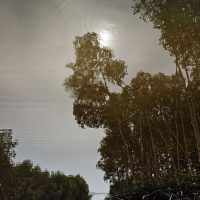 Souls Migrations - Mangroves sunrise